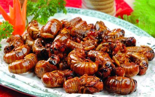 最新新康饭菜爆料图片大全,揭秘最新爆料图片大全，美味与视觉盛宴同在！”  第1张